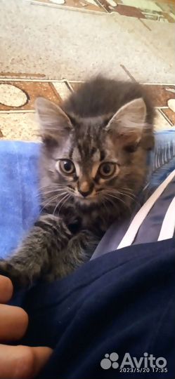 Кошечка