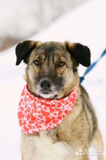 Отдам в хорошие руки Миру