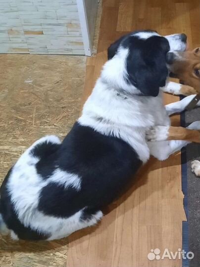 Собака в беде