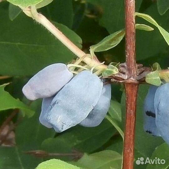 Саженцы жимолости Московская