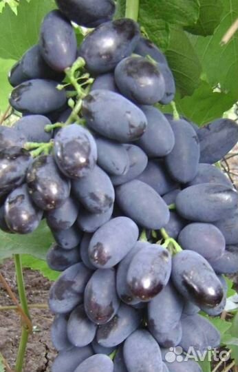 Саженцы винограда Кодрянка