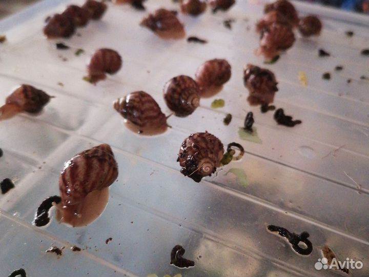 Улитки ахатины маленькие
