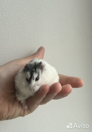 Хомяки карликовые с собственным жильем