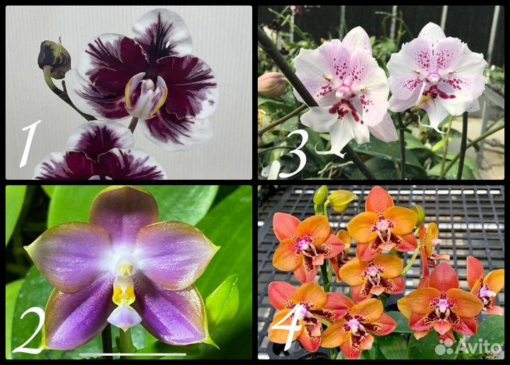 Комнатные растения цветы