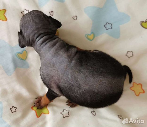 Американский Голый Терьер агт