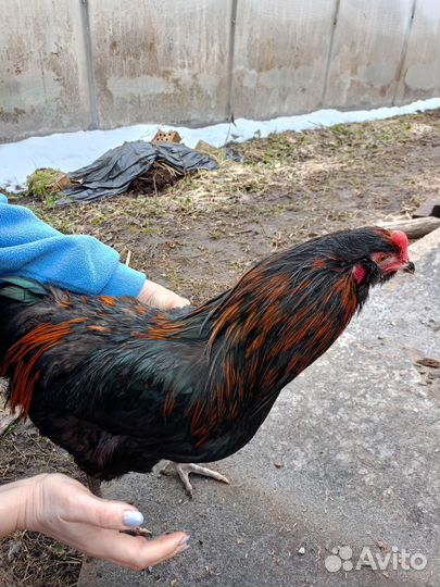 Амераукан ия