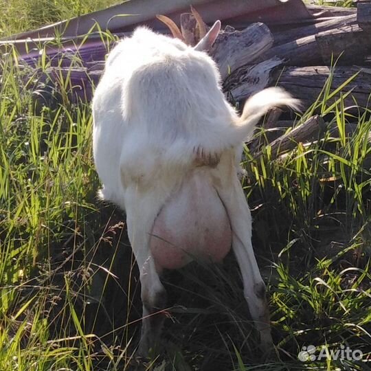 Дойные козы