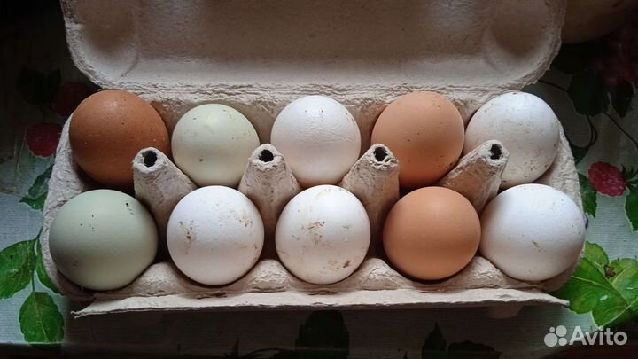 Домашние куриные, гусинные яйца