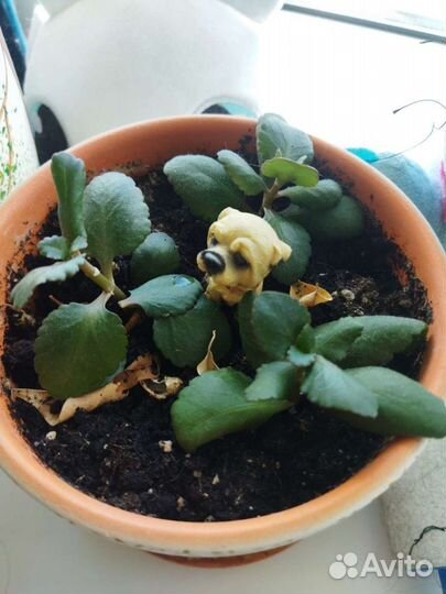 Каланхоэ, алоэ вера, цветы