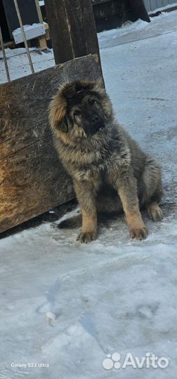 Щенки кавказской овчарки