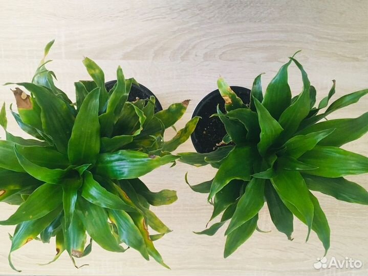Драцена кучерявая 35 и 40 см