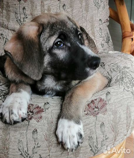 Отдам лучшую собаку, лучшему хозяину