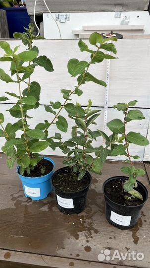 Жимолость (Хоней Би, Юнга, Индиго джем)