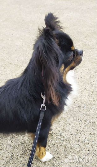 Чихуа вязка