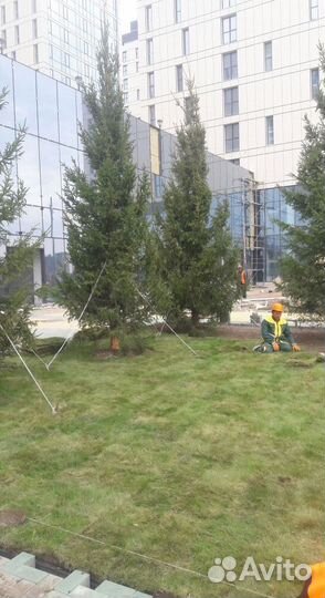 Ель обыкновенная 3-4 метра