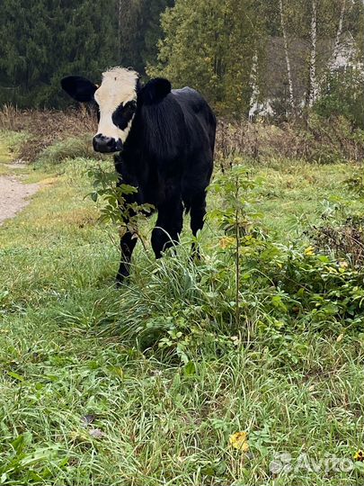 Телочка 5 месяцев