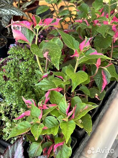 Альтернатера