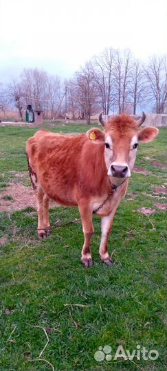 Джерсейская корова