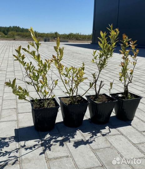 Саженцы голубики и клюквы садовой