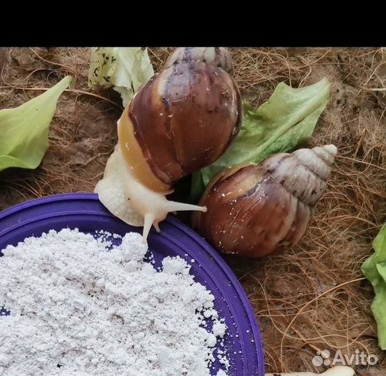 Улитки ахатины с контейнером ручные