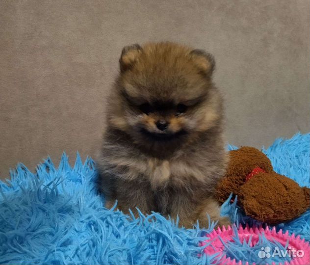 Померанский шпиц