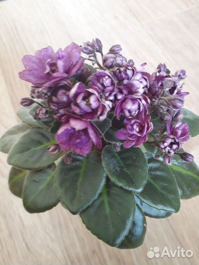 Фиалка (мини и полумини)