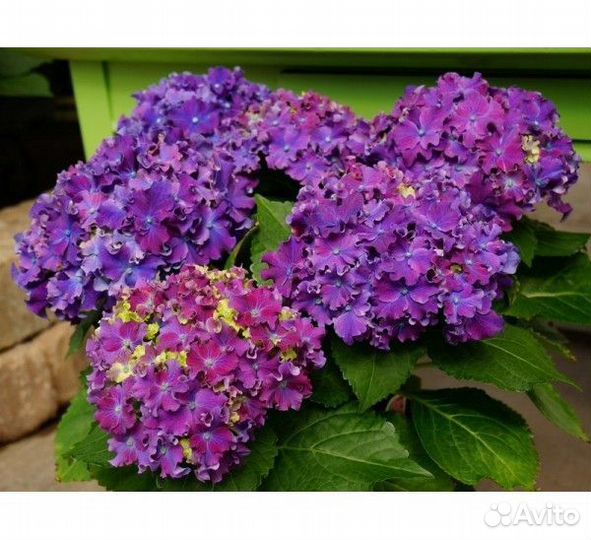 Гортензия крупнолистная Со Лонг Санни и др