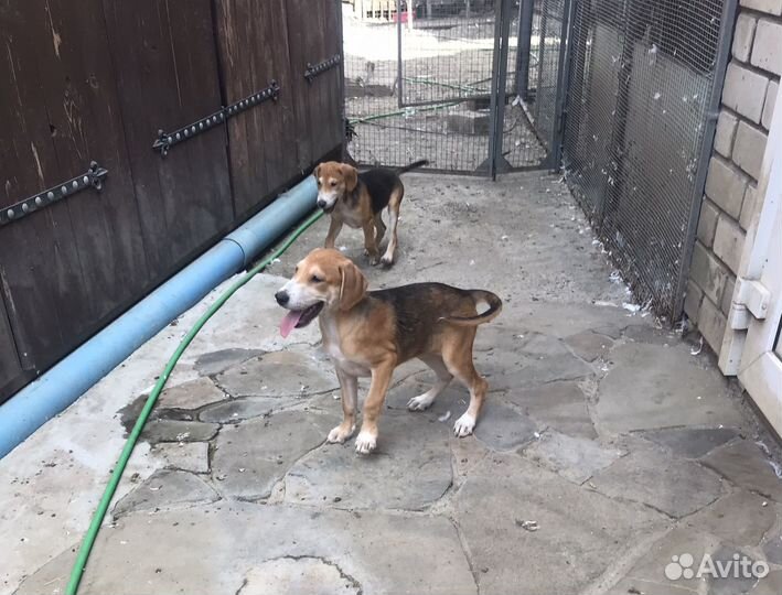 Продаются щенки русской гончей