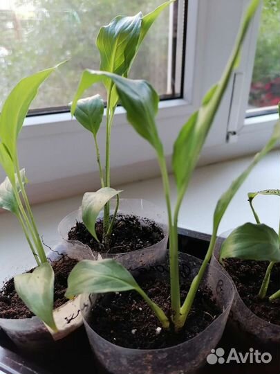 Спацифилум цветы