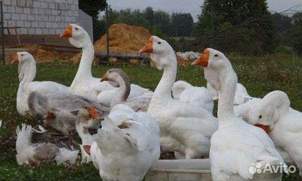 Гусята линда чистокровная и Ваньси