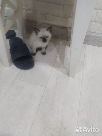 Тайские котята