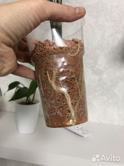 Алаказия тигрина зебрина суперба