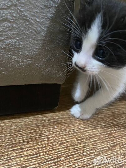 Котенок породистый