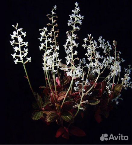 Лудизия драгоценная орхидея