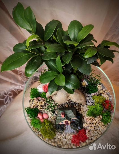 Бонсай флорариум, комнатные растения