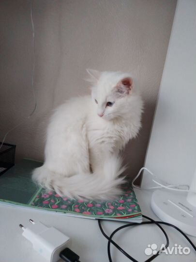 Белая пушистая кошка