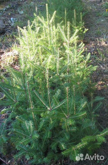 Пихта бальзамическая окс