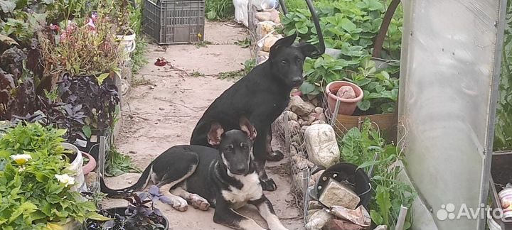 Собака в добрые руки