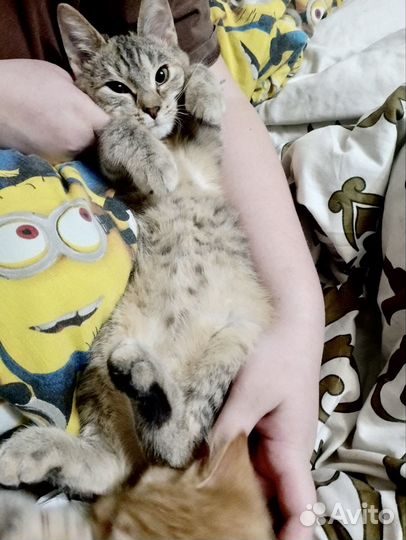 Котёнок-подросток серая полосатая. Бесплатно