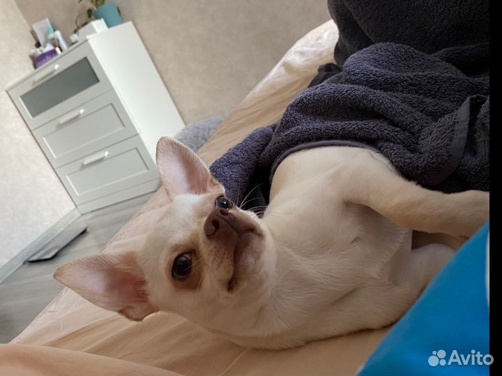 Вязка кобель чихуахуа