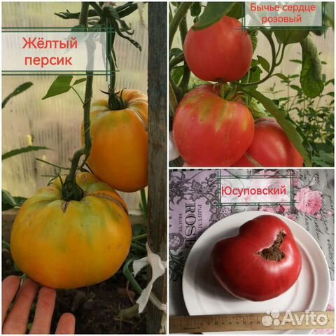 Семена крупноплодных томатов (помидоров) купить в Рязани | Товары для ...