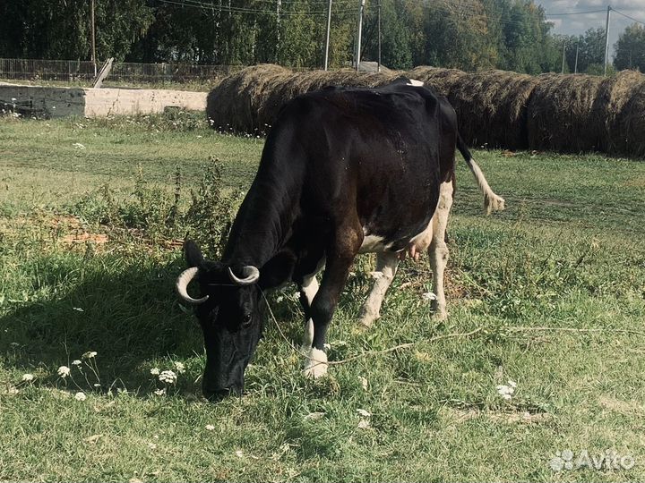 Продам коров