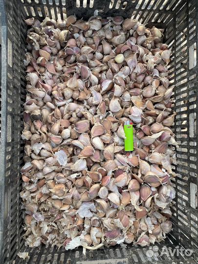 Семена озимого чеснока, лущеный зубок