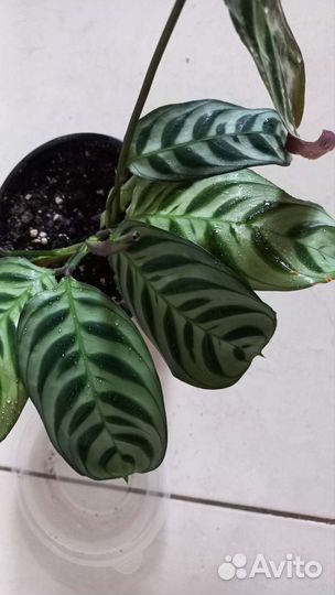 Ктенанта Бурле Маркс