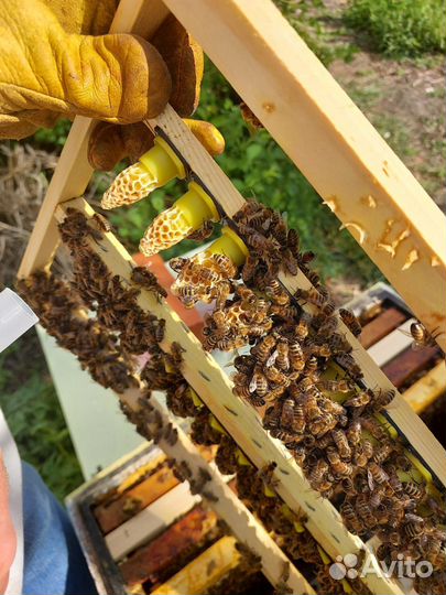 Маточники и не плодные матки