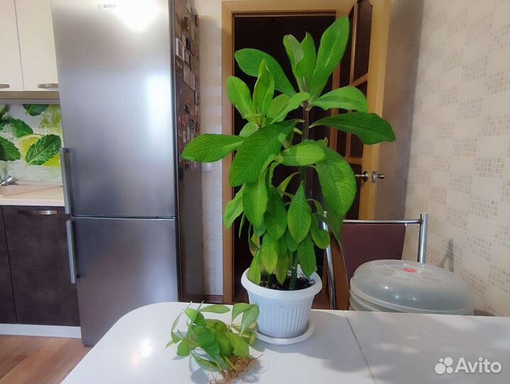 Комнатные растения по 50р