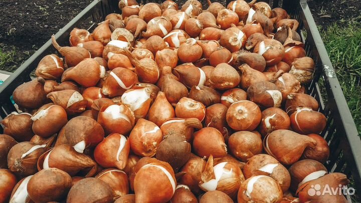 Луковицы тюльпанов оптом 10/11