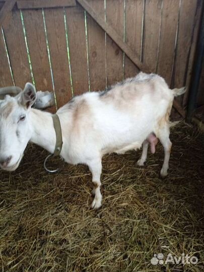 Овечки козы