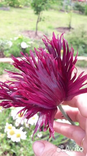 Мак декоративный