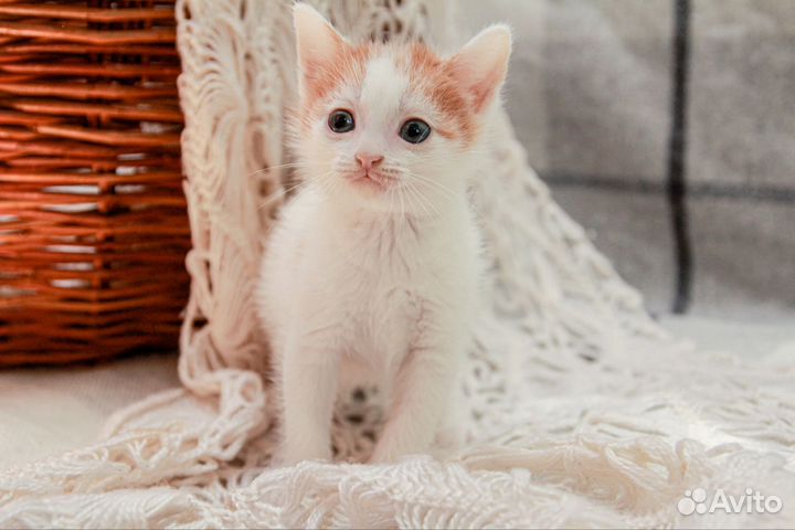 Котенок-мальчик